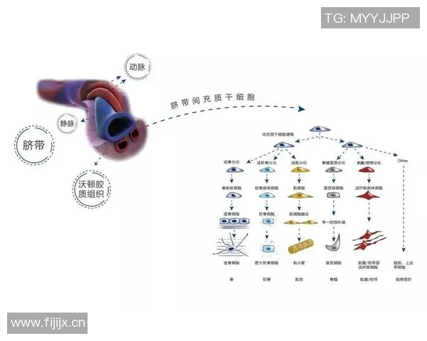 伤病影响运动员表现与职业生涯的研究：分析其成因、治疗与预防策略